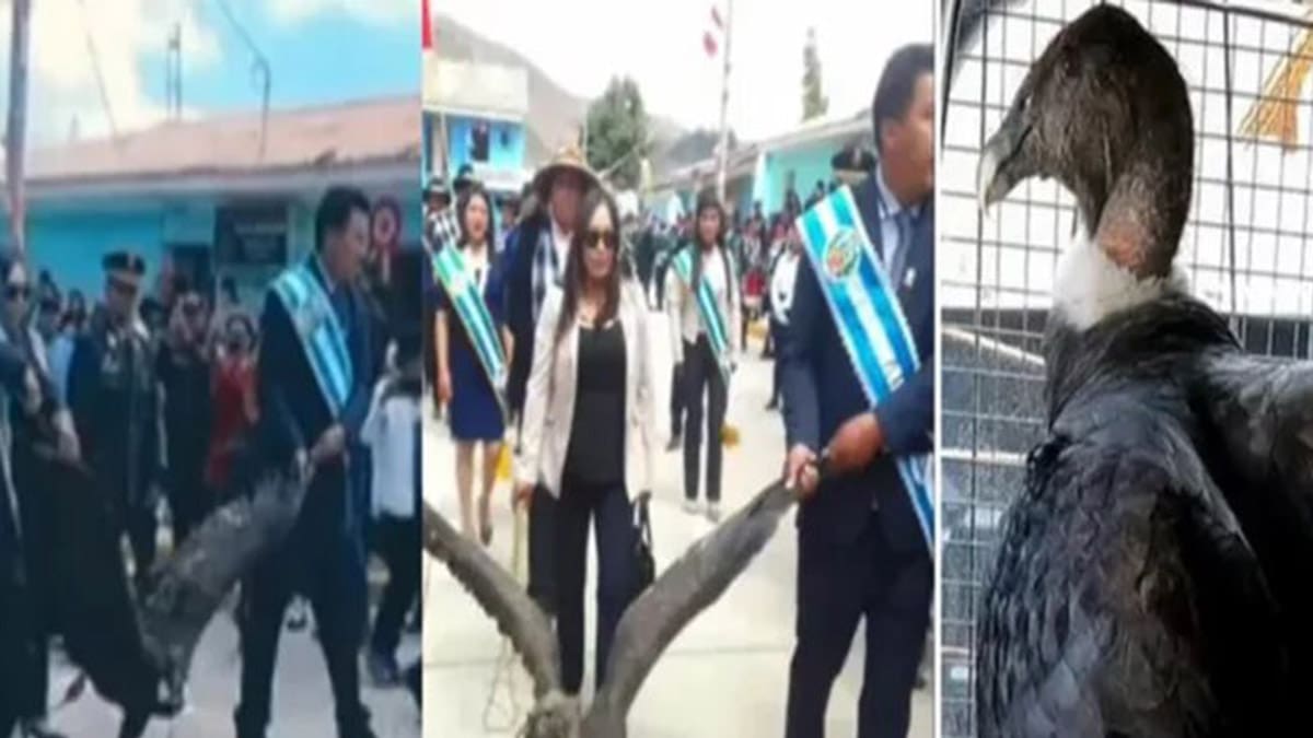 Acusan a alcalde de Perú de maltrato animal por atar y arrastrar a un cóndor andino