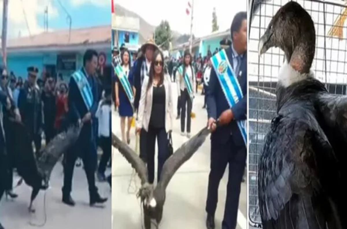 Acusan a alcalde de Perú de maltrato animal por atar y arrastrar a un cóndor andino