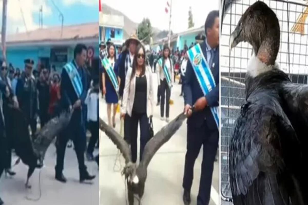 El ave fue rescatada. Créditos: Captura de pantalla