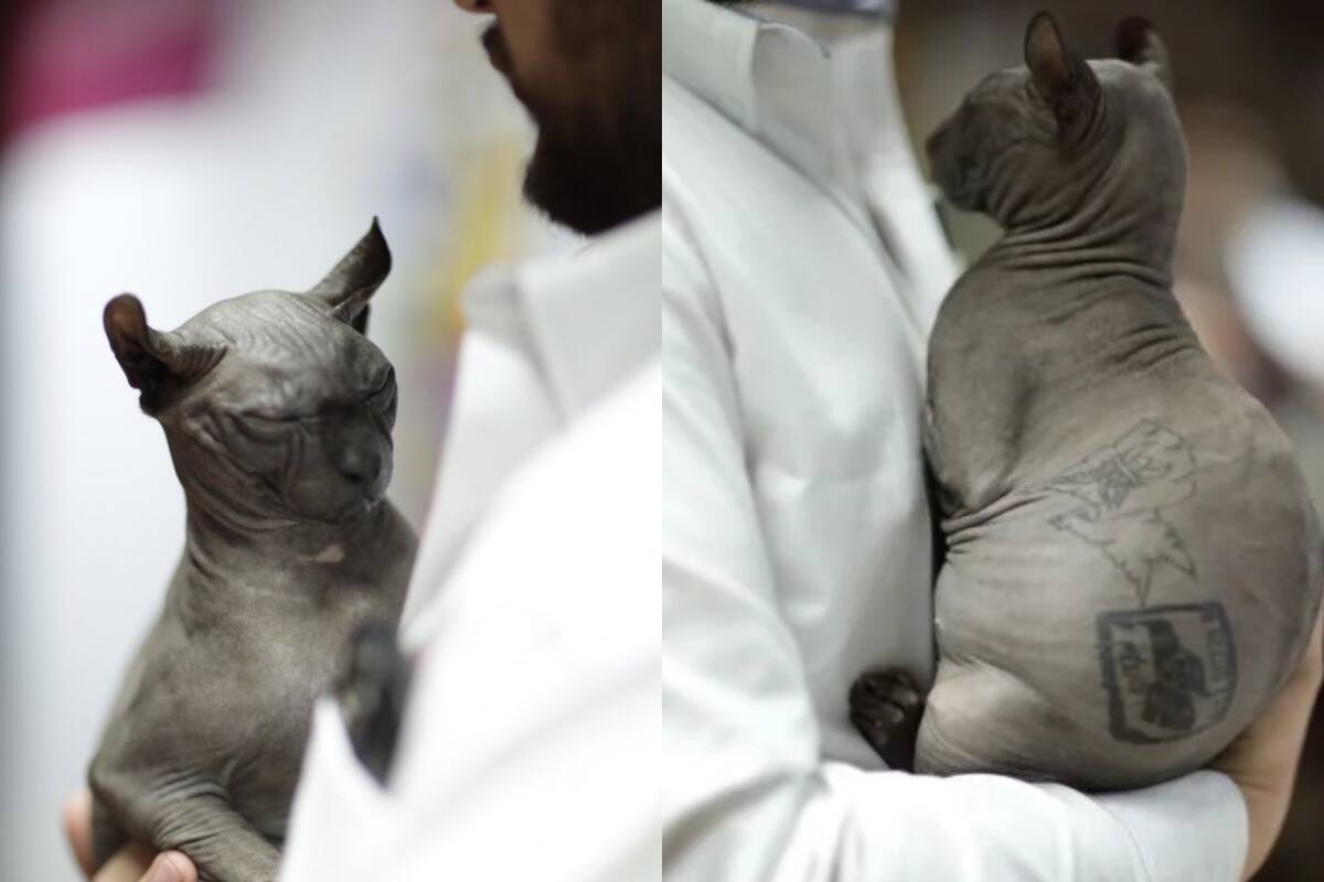 Gatito que fue rescatado de un penal en Ciudad Juárez es puesto en adopción y busca una Karen