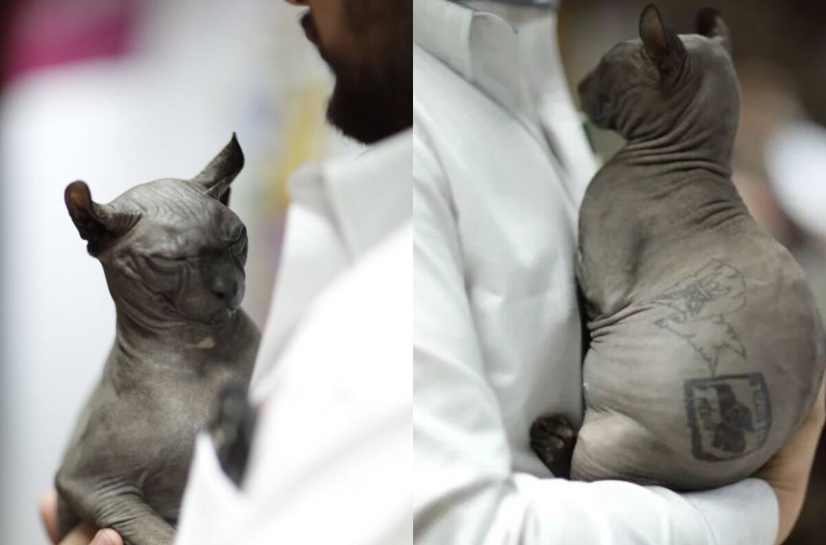 Buscan a persona que adopte a gatito egipcio rescatado de un penal en Ciudad Juárez