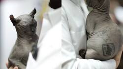 Buscan a persona que adopte a gatito egipcio rescatado de un penal en Ciudad Juárez