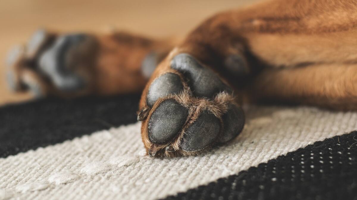 Esta crema casera te ayudará a cuidar las patitas de tu perro para que no se lastimen