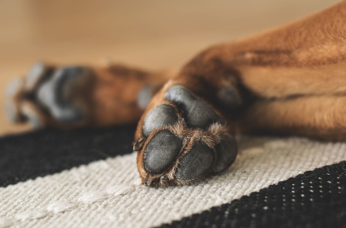 Esta crema casera te ayudará a cuidar las patitas de tu perro para que no se lastimen