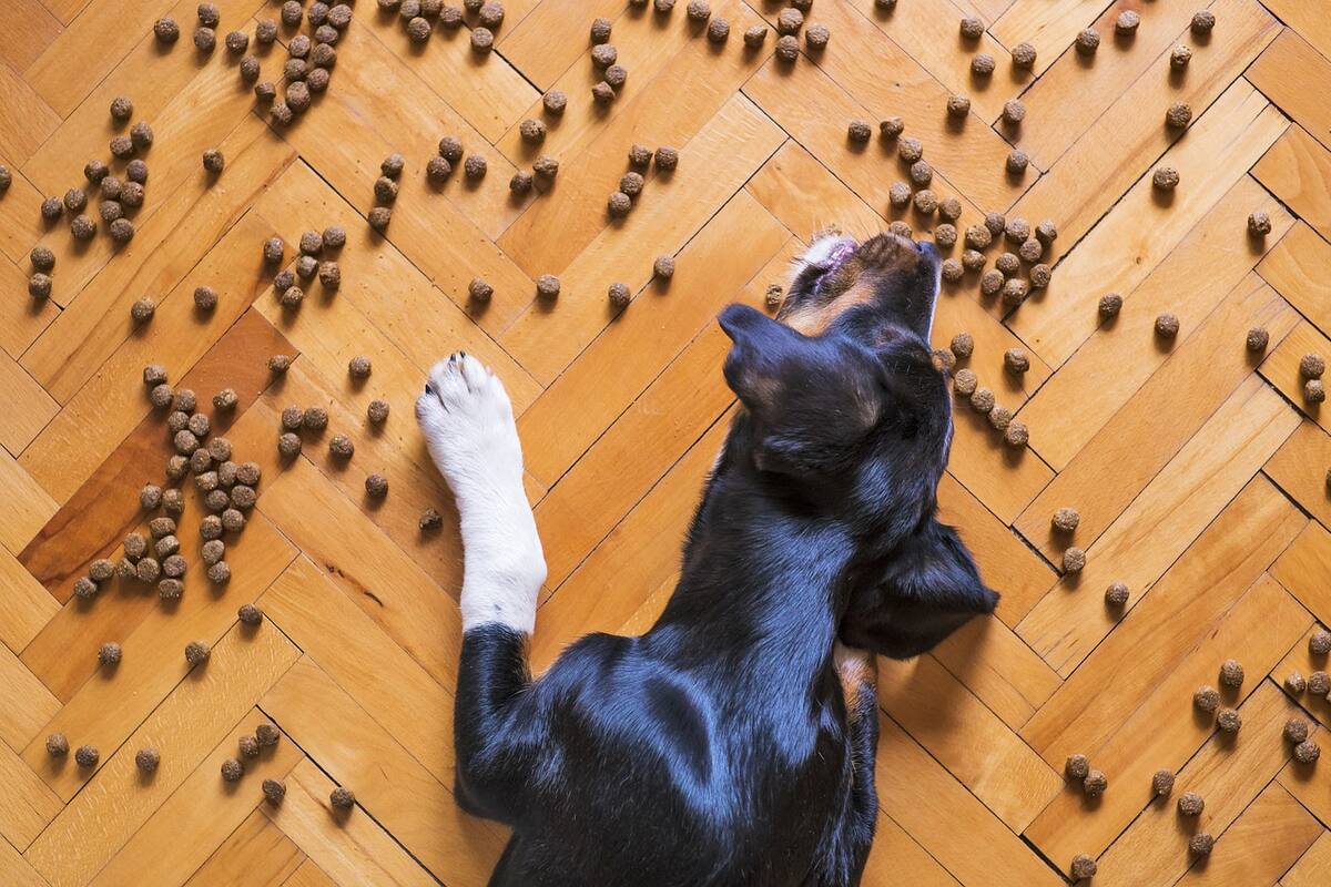 La alimentación es esencial para las mascotas.