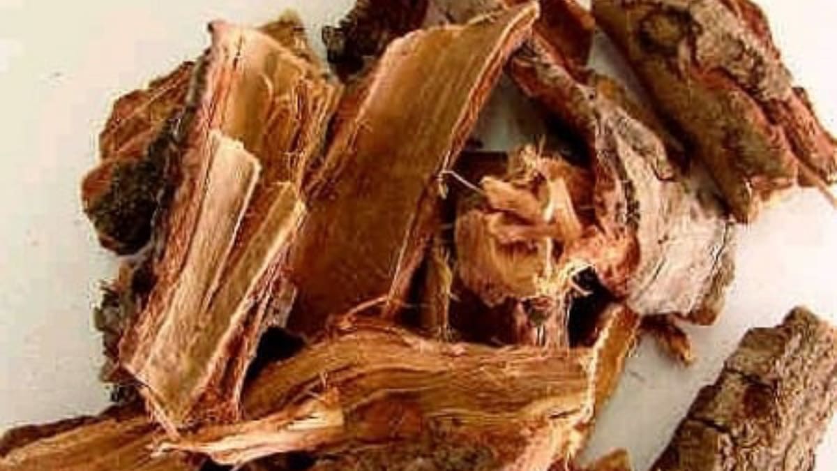 La planta medicinal mexicana que ayuda a prevenir el cáncer