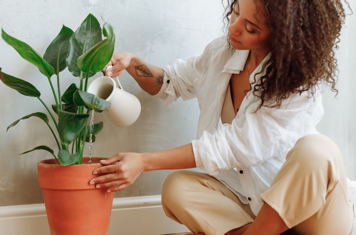 Protege a tus plantas de la plaga con este ingrediente de cocina