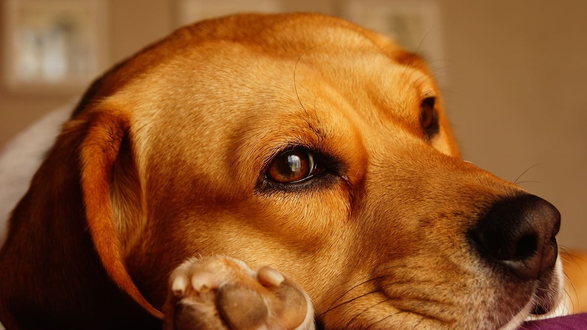 3 remedios caseros para evitar malos olores en tu casa cuando tienes perros