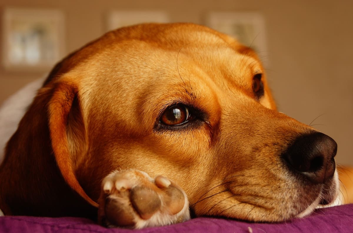 3 remedios caseros para evitar malos olores en tu casa cuando tienes perros