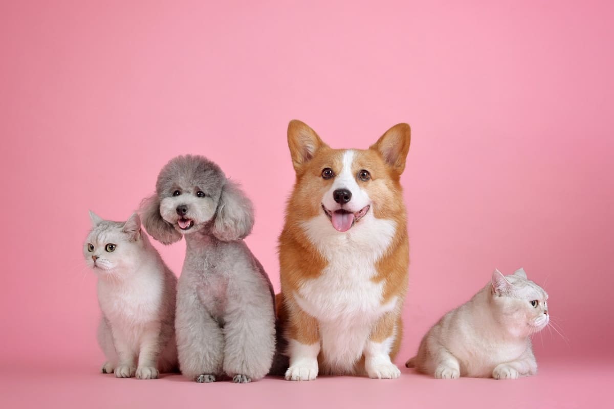 Prevenir la diabetes en mascotas es muy sencillos con estos.