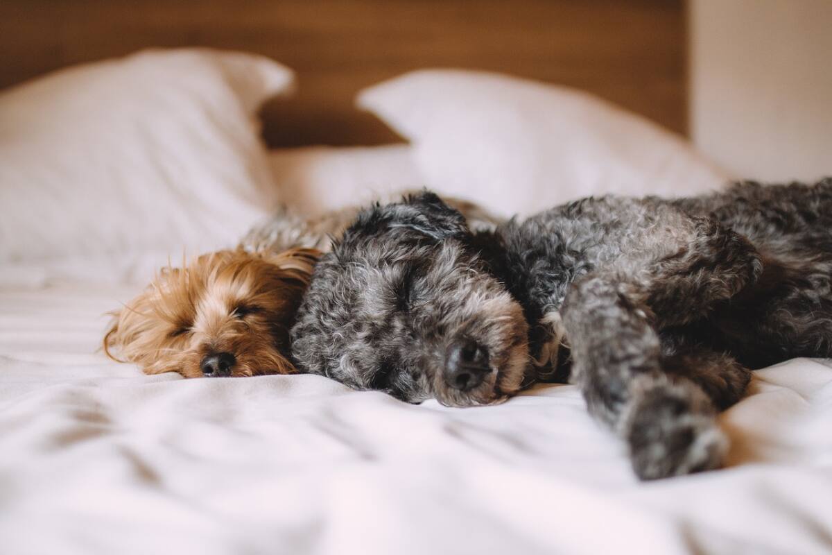 Al igual que los humanos, las mascotas pueden padecer diabates.