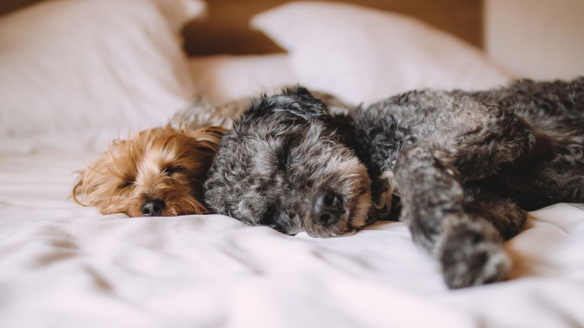 Diabetes en perritos y gatos: ¿Qué es y cómo evitar que la padezcan tus mascotas?