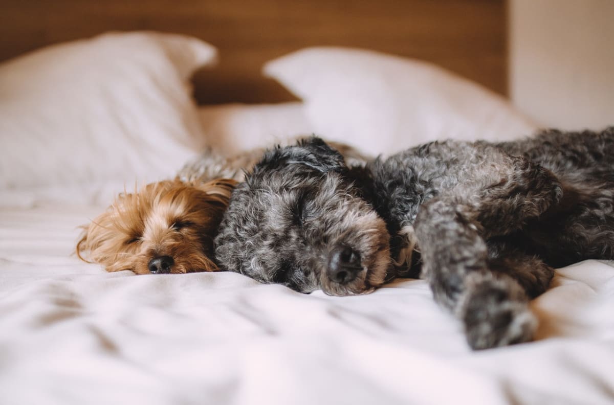 Diabetes en perritos y gatos: ¿Qué es y cómo evitar que la padezcan tus mascotas?