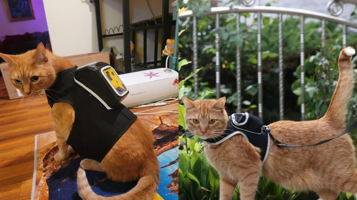 Disfraza a tu mascota como un verdadero gamer en Halloween con estas ideas