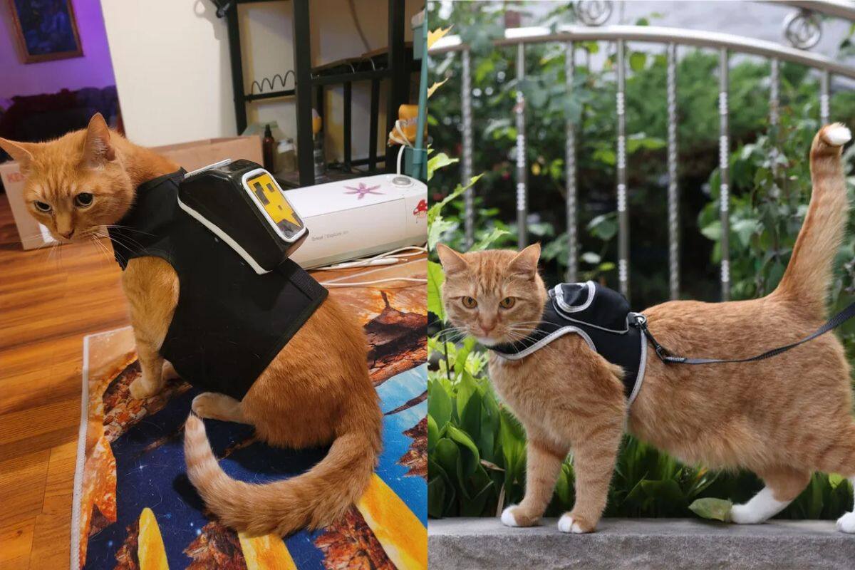 Un gato naranjo, un arnés negro y ya tienes a tu propio felino de Stray.