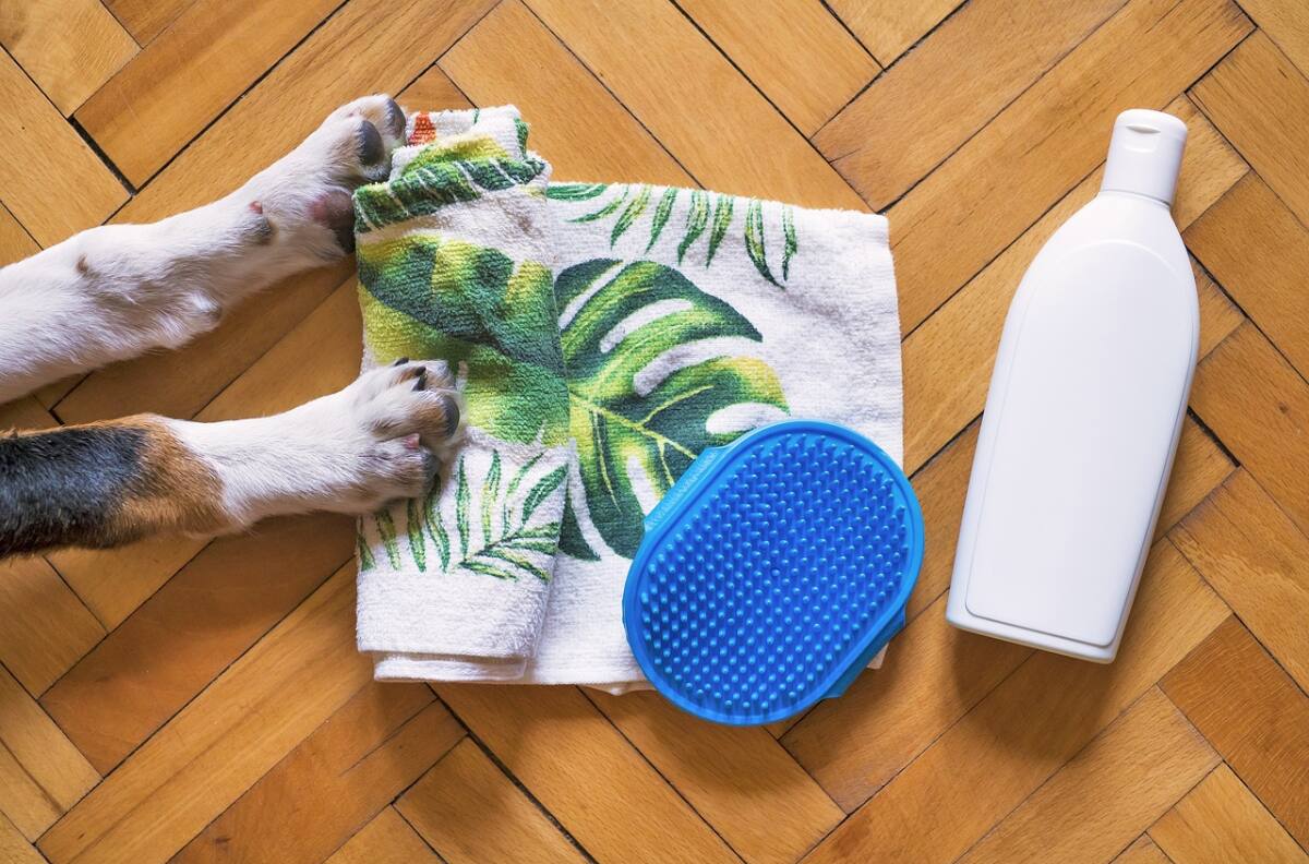 Evita que tu mascota se llene de pulgas con estos remedios caseros