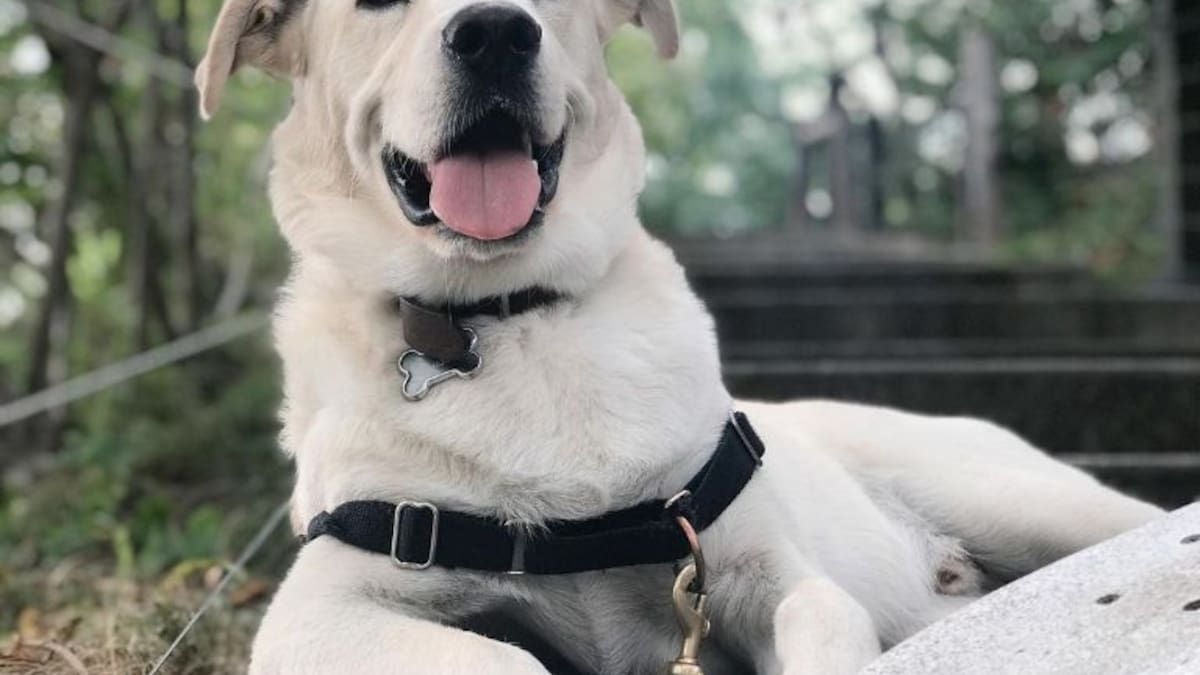 Esta es la bebida para perritos que los ayuda a combatir el calor que se ha hecho viral en Tik Tok