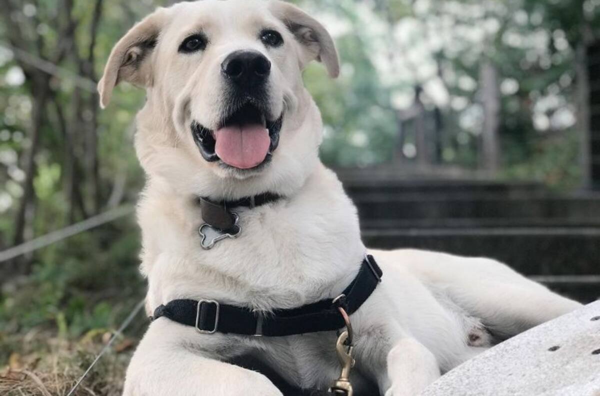 Esta es la bebida para perritos que los ayuda a combatir el calor que se ha hecho viral en Tik Tok