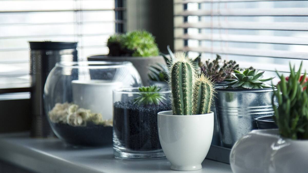 Estas cinco plantas tiene la capacidad de absorber el calor en tu casa