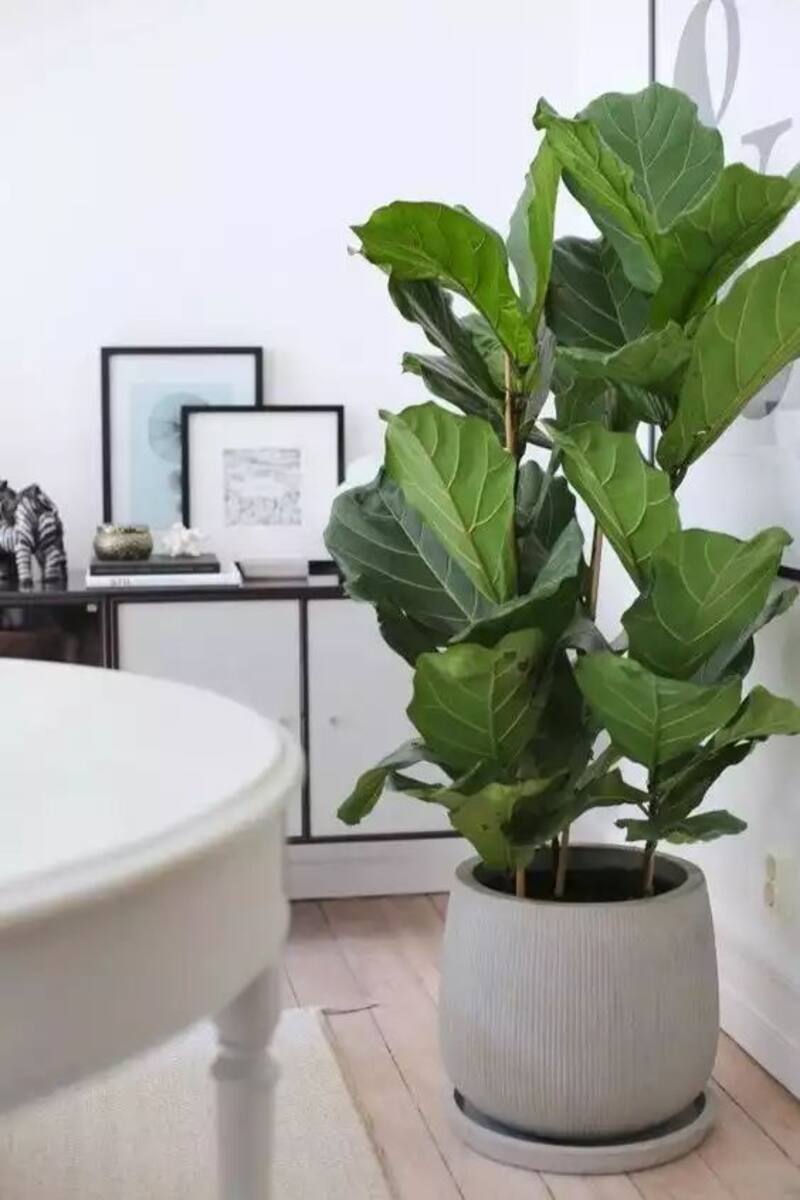 Plantas para la casa.