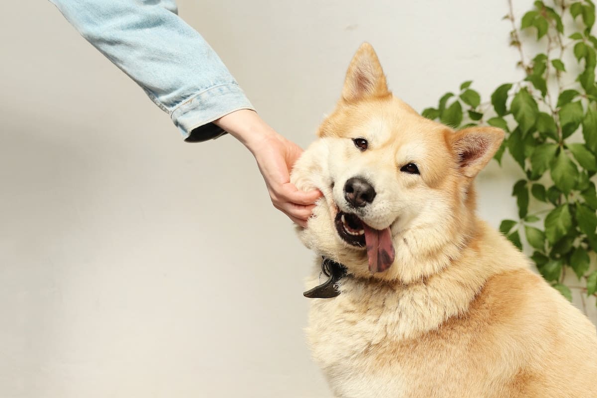 Cuidar de tus mascotas también evita que tú contraigas enfermedades.