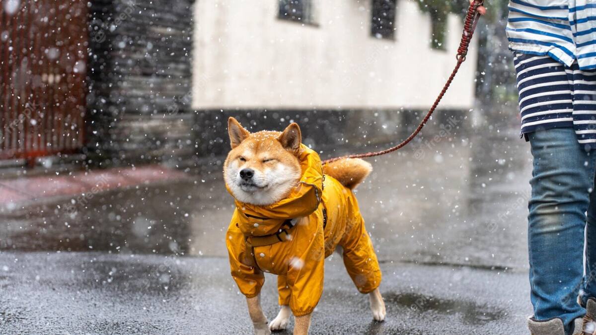 Evita que tu perro se enferme en época de lluvias