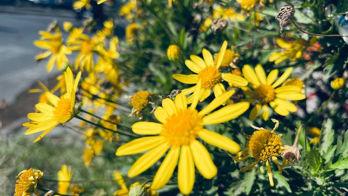 El verdadero significado de recibir flores amarillas este 21 de marzo