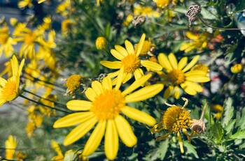 Conoce el significado de regalar flores amarillas este 21 de marzo