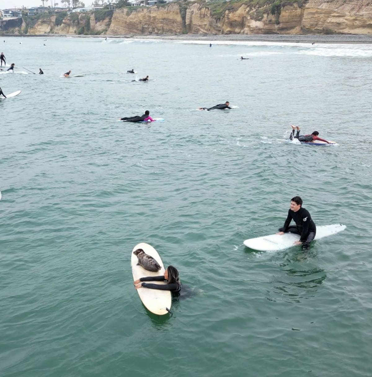 El animal acuático sorprendió a quienes practicaban deporte en el mar.