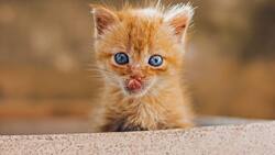 Día Internacional del Gato: Estas son las mejores frases para los mishis