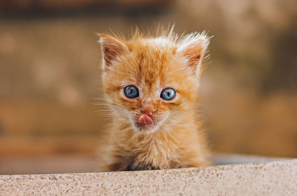 Día Internacional del Gato: Estas son las mejores frases para los mishis