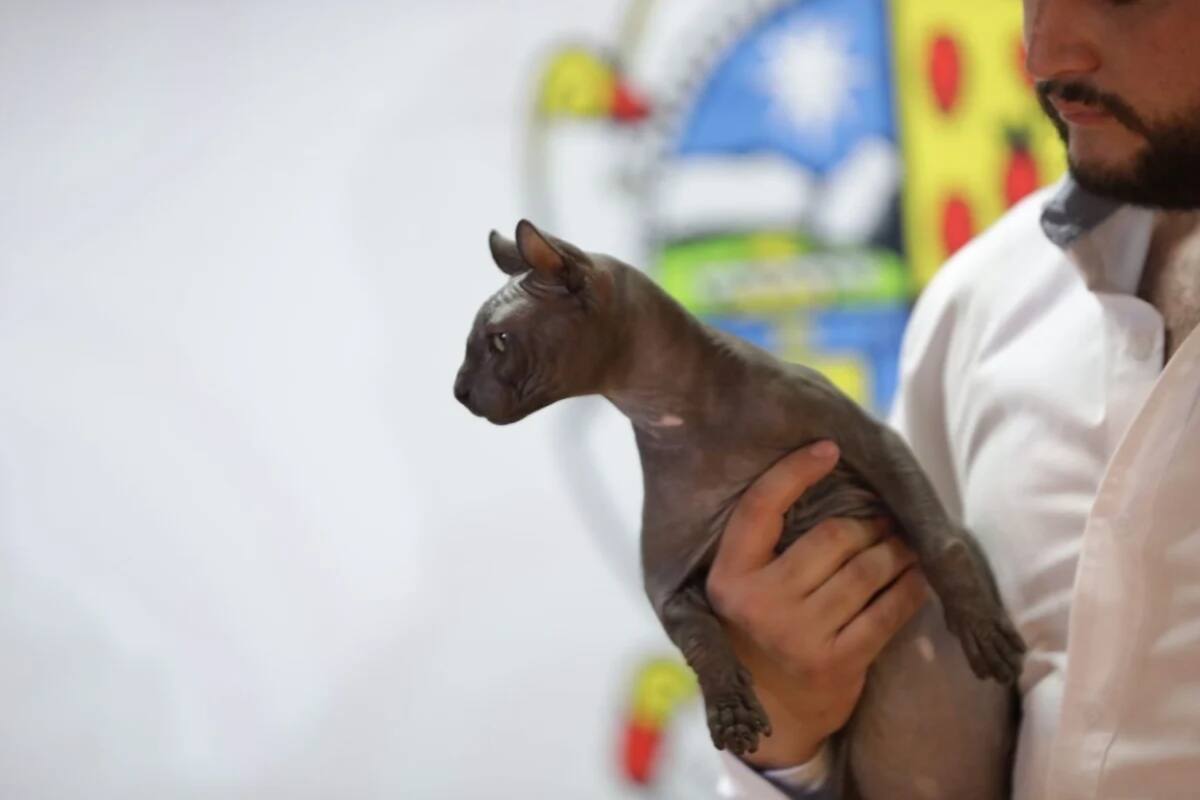 Buscan a persona que adopte a gatito egipcio