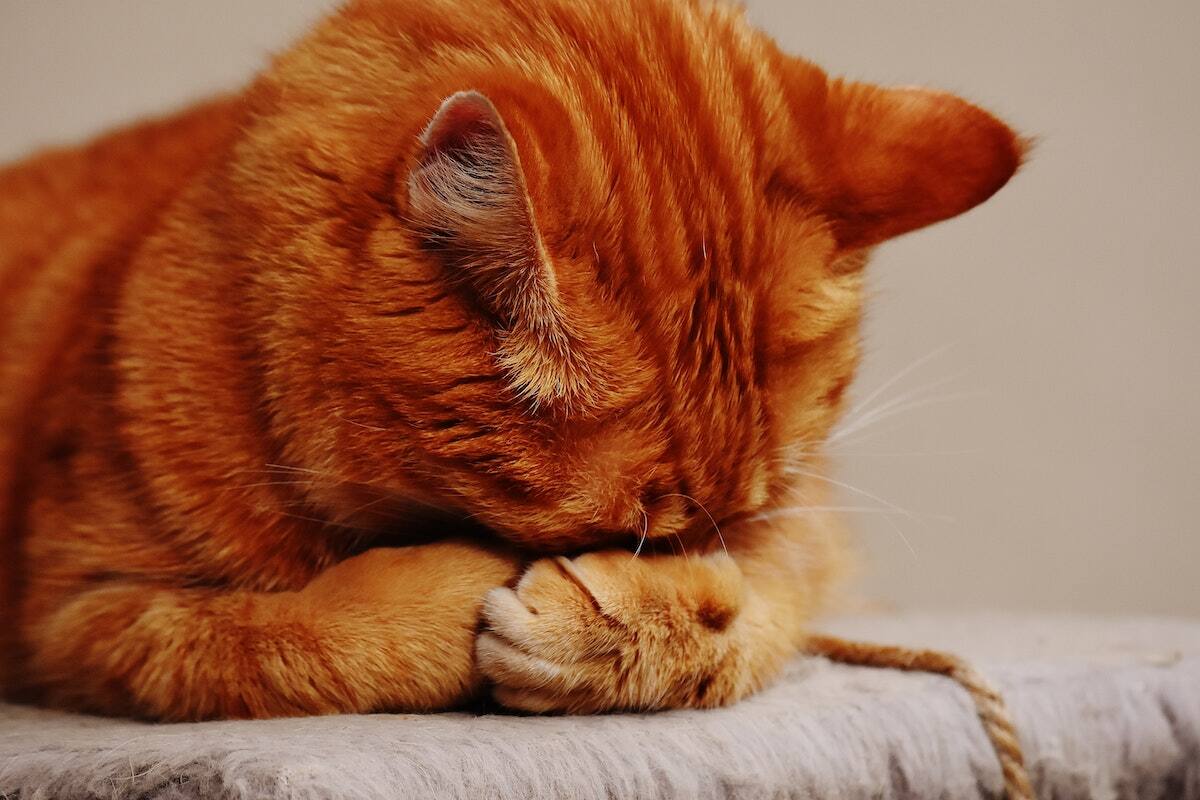 Test de personalidad de gatitos.