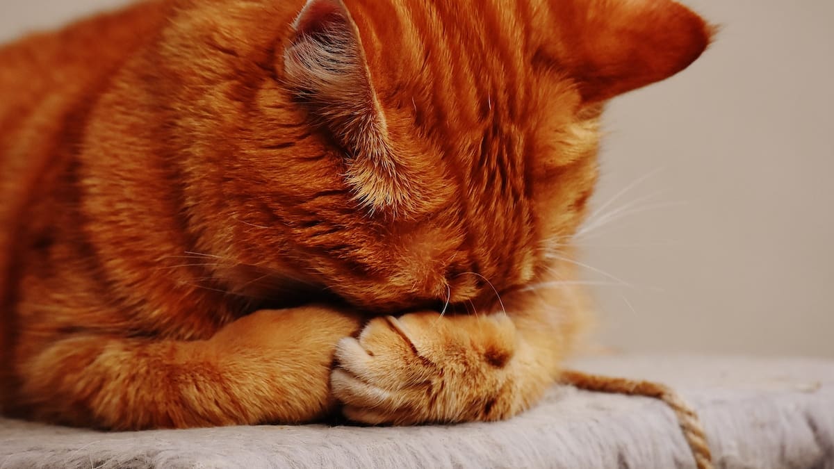Elige un gatito y descubre qué tan solitario eres con este test de personalidad
