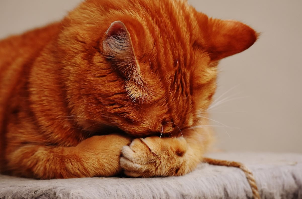 Elige un gatito y descubre qué tan solitario eres con este test de personalidad