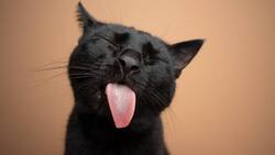 Adiós a las pulgas: repelente natural para gatos