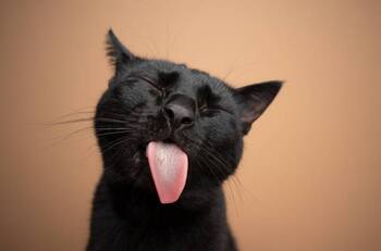 Adiós a las pulgas: repelente natural para gatos