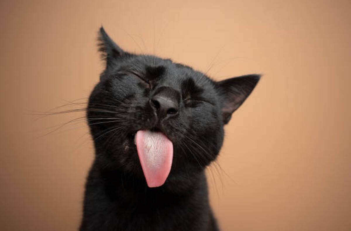 Adiós a las pulgas: repelente natural para gatos