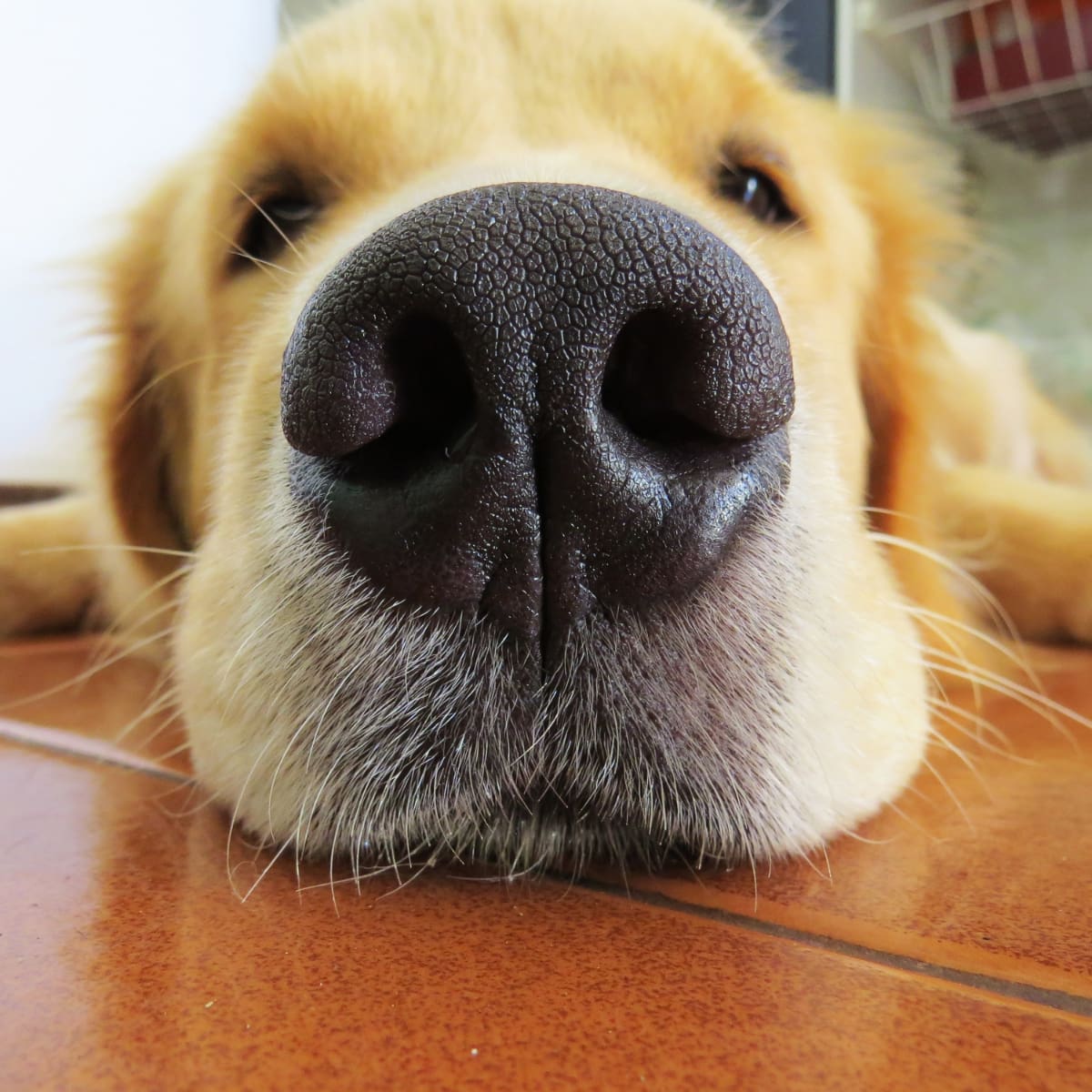 El perrito se tomo dos pastillas para dormir de su dueño