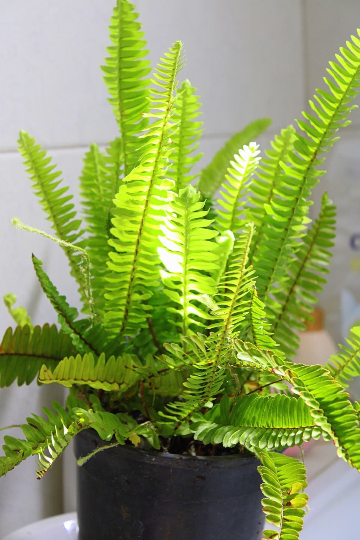 Esta planta ayuda a terminar con el calor.