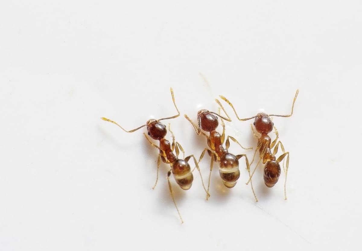 Controlar las plagas de hormigas puede resultar todo un desafío, sobre todo si tienes mascotas que pueden inhalar accidentalmente productos tóxicos | Befunky