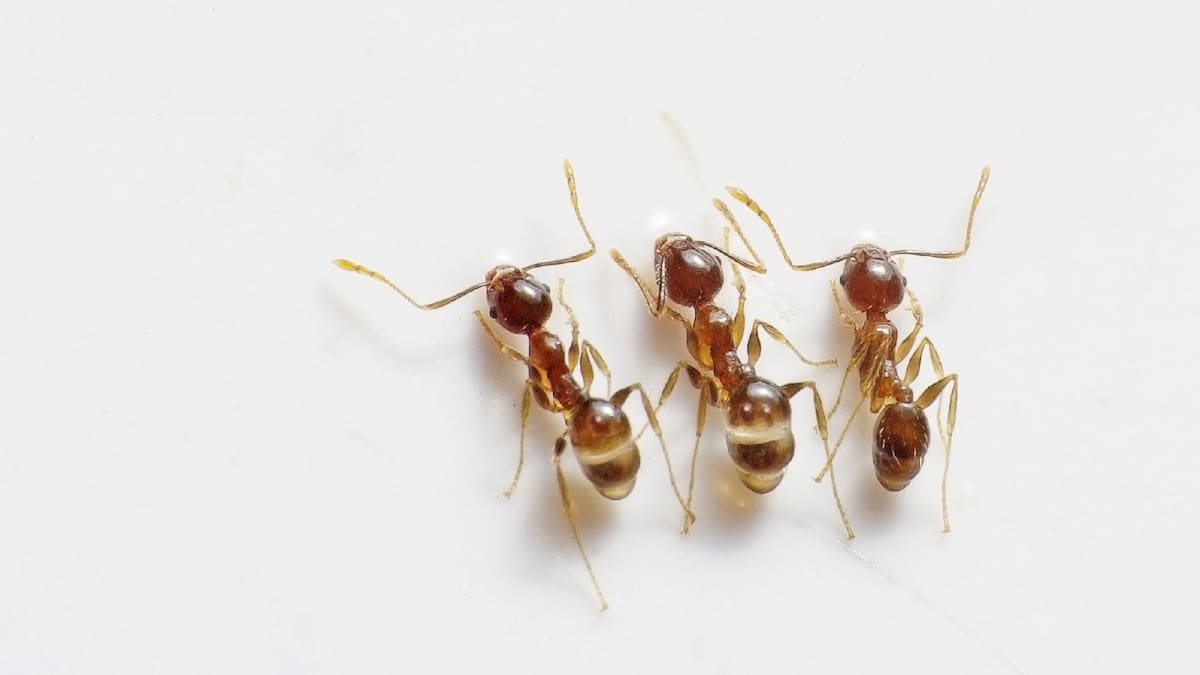 Libera tu hogar de productos tóxicos: Métodos naturales para eliminar hormigas
