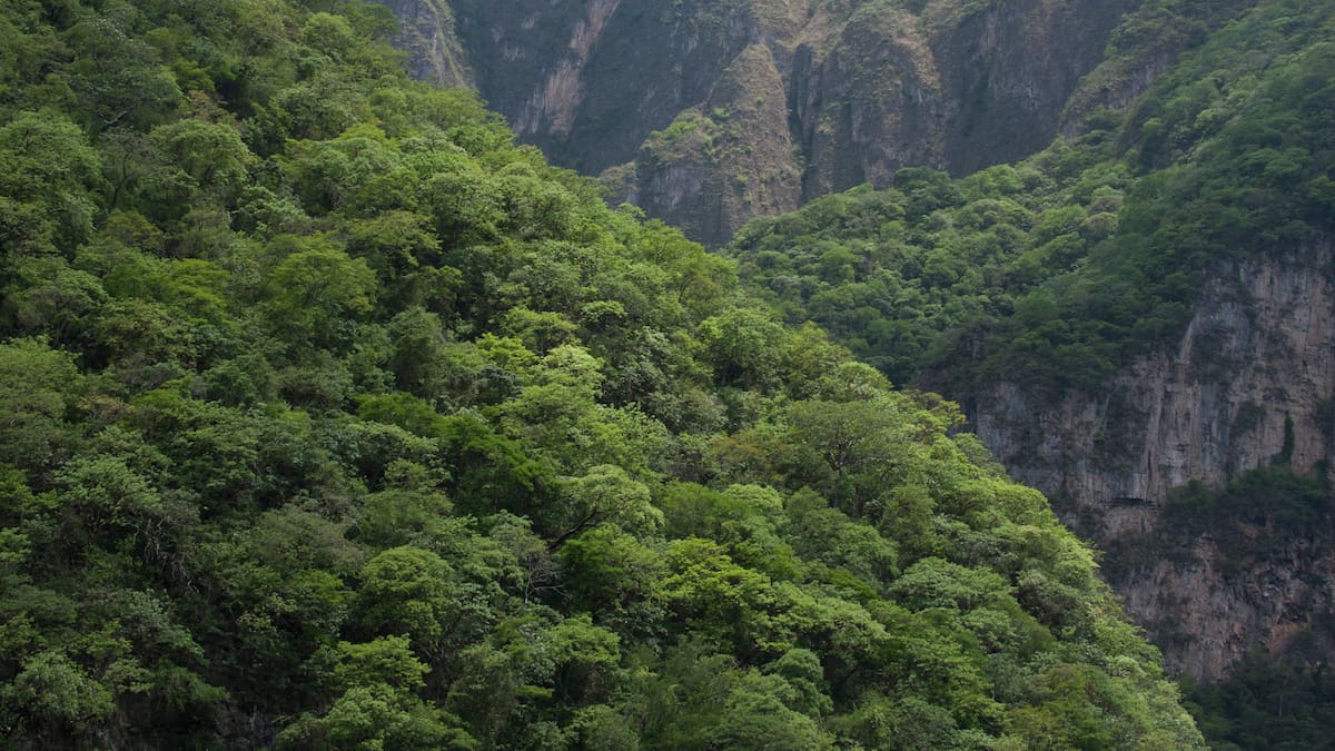 Incendios forestales: ¿Cuándo comienzan y qué hacer para prevenirlos?