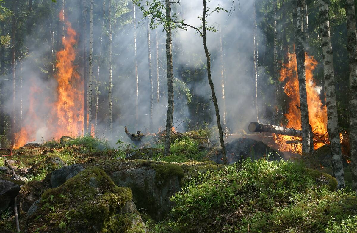 Esta es una de las consecuencias del cambio climático. Créditos: Pexels.