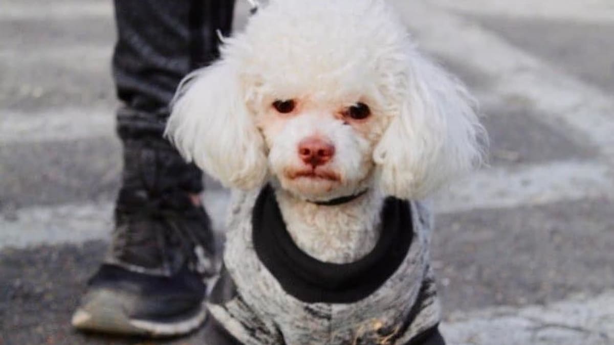 Tu mascota puede tener su propio CURP y aquí te decimos cómo puedes tramitarlo