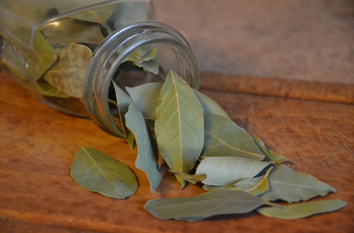 Atrae la abundancia en tu vida con hojas de laurel en tus zapatos