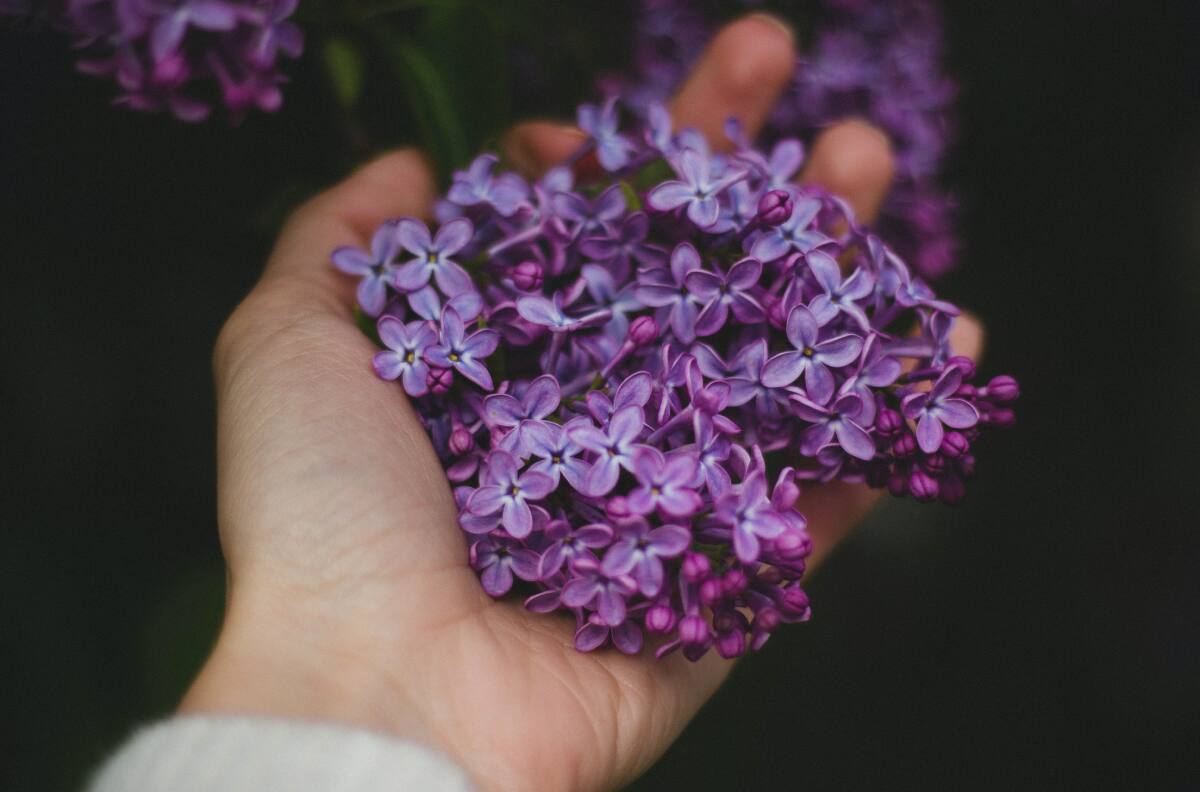 Olvídate de la migraña y la ansiedad tomando té de lavanda