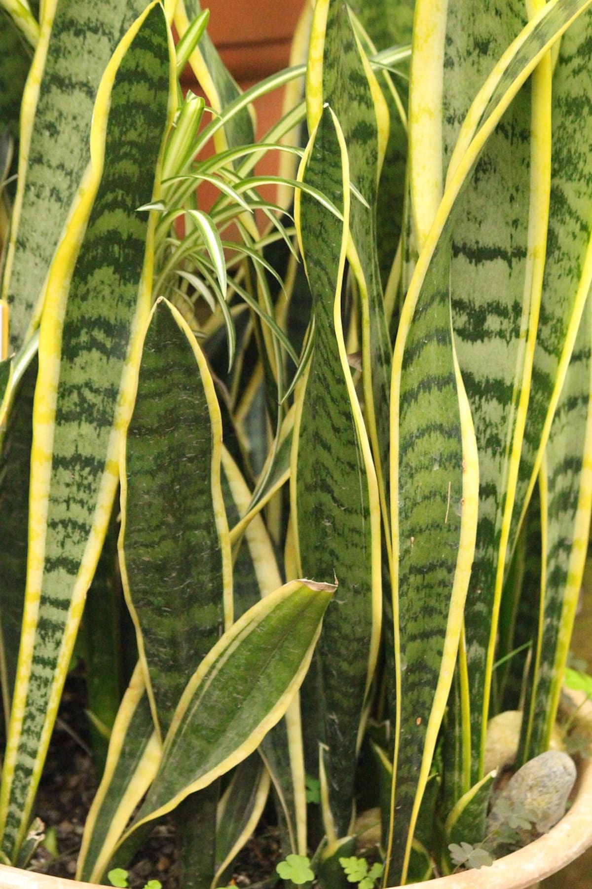 Esta planta ayuda además a purificar el ambiente.