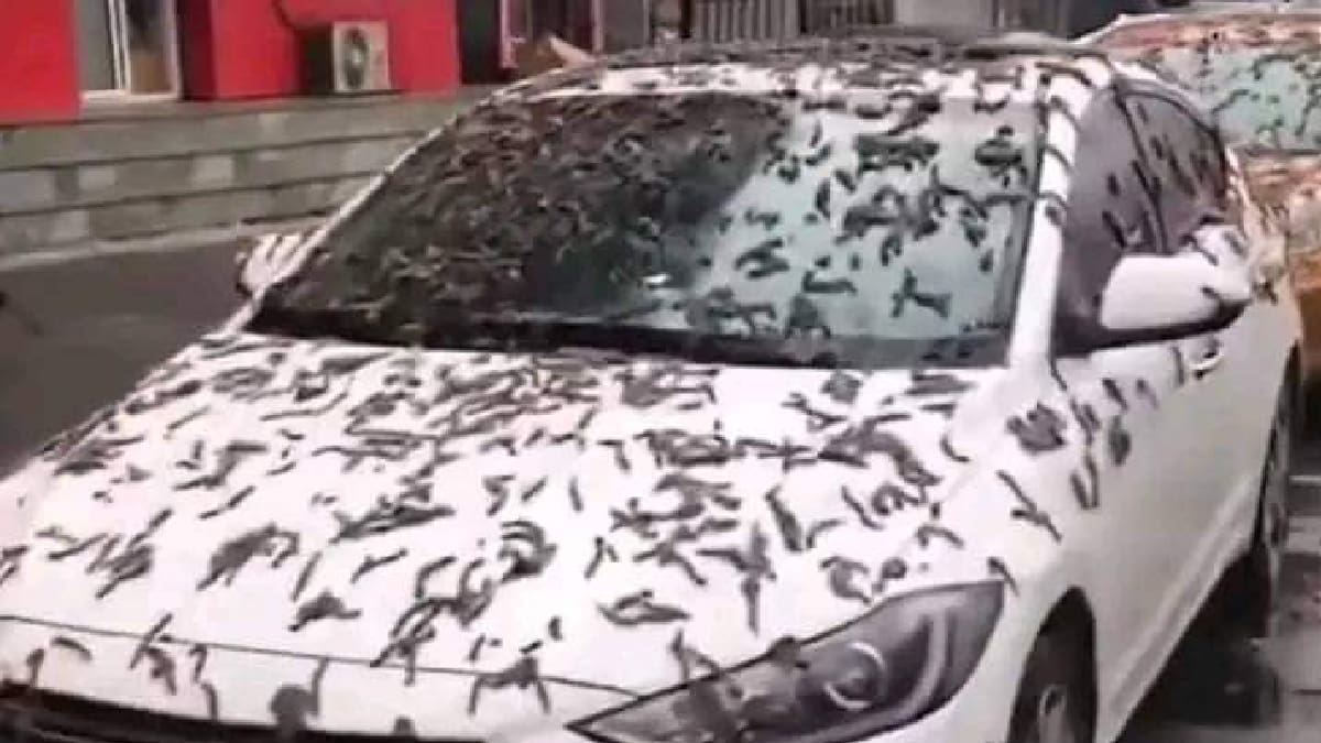 VIDEO | Supuesta “lluvia de gusanos” en China causa furor en redes sociales
