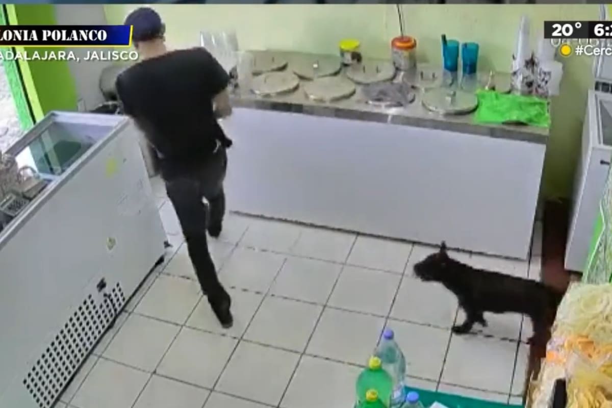 Un perrito acompaña a su dueño para cometer un atraco.